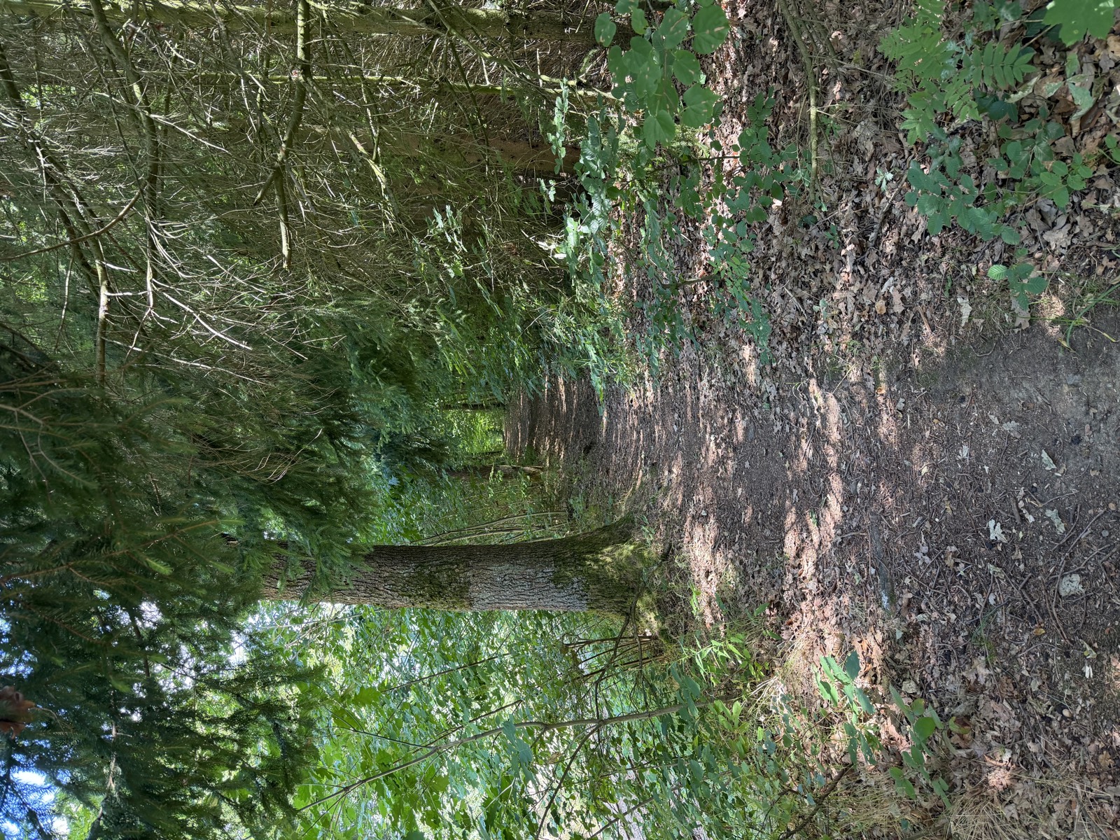Waldweg unter hohen Bäumen
